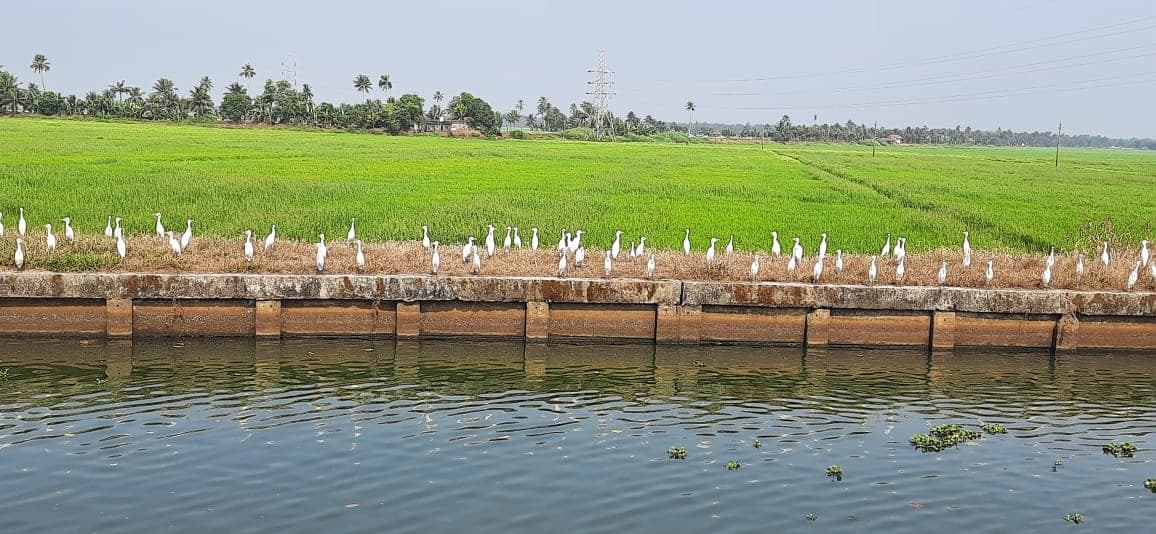Vembanad Lake: An Inland Voyage